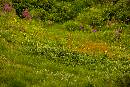Flowers in Grass (900Wx600H) - Flowers in Grass - Greenland - 2008 
