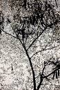 Flute Symphony (447Wx670H) - Flute Symphony - Return from Maui - 2009 