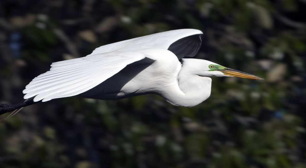 Download Fly By (1271Wx700H)