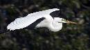 Fly By (1271Wx700H) - Fly By - Amelia Island - 2010 