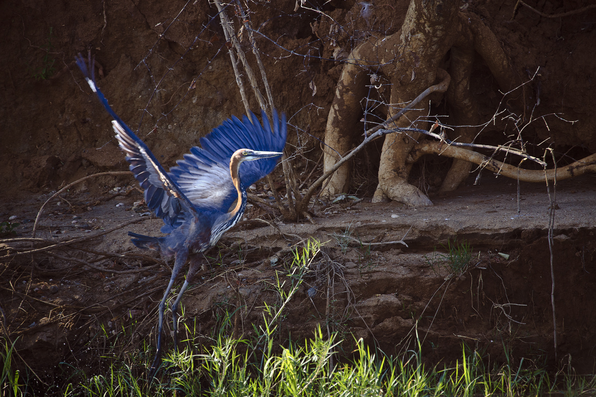 Download Flying Blue Egret (1200Wx800H)