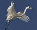 Flying Profile II (1089Wx900H) - Flying Profile of Egret II - Amelia Island - 2010 