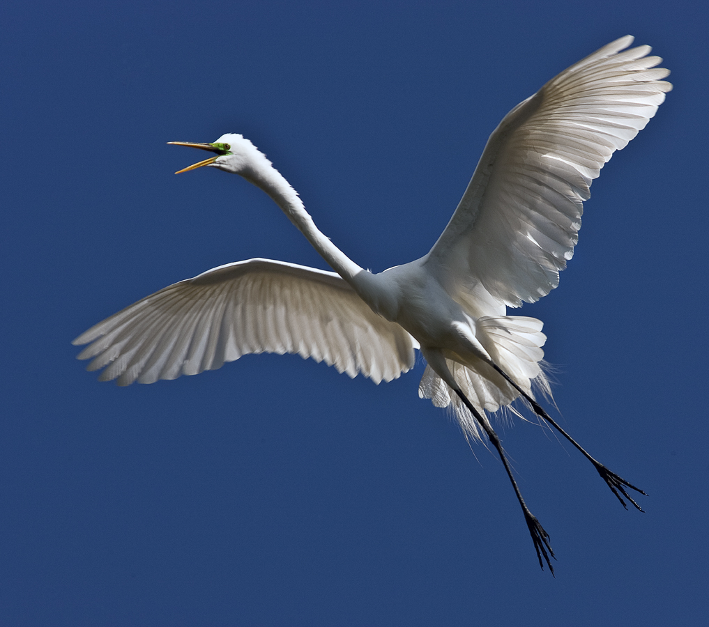 Download Flying Profile 1 (1017Wx900H)