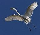 Flying Profile 1 (1017Wx900H) - Flying Profile of Egret - Amelia Island - 2010 