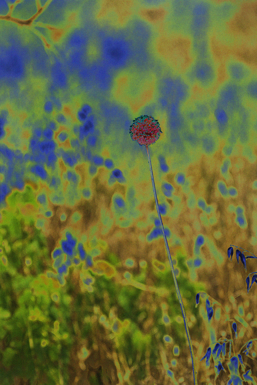 Download Fly on Flower (900Wx1350H)
