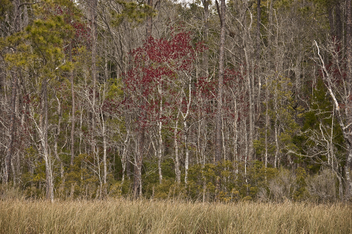 Download Forrest Colors (1200Wx800H)