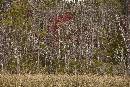 Forrest Colors (1200Wx800H) - Forest Colors  On Way to White Oak - 2010 