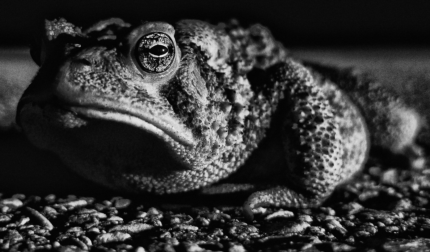 Download Frog (1704Wx1000H)