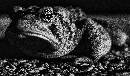Frog (1704Wx1000H) - Frog in Driveway - 2009 - Leica DeLux - 4 