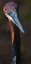  (397Wx810H) - Funny Bird -  Jacksonville Zoo - 2008  