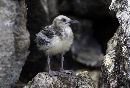  (677Wx456H) - Grey Bird - Galapagos - 2002 