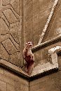  (1536Wx2304H) - Gargoyle Notre Dame 