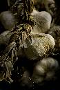Garlic - Athens (900Wx1350H) - Garlic - Garlic Man - Athens - 2007 