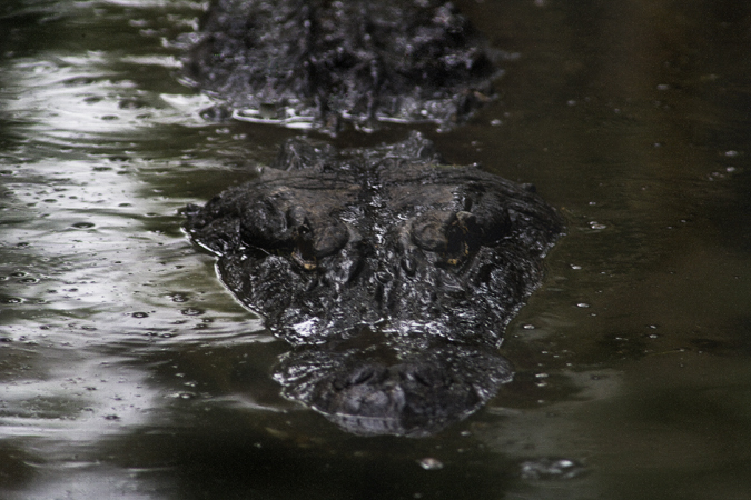 Download Gator 1 (675Wx450H)