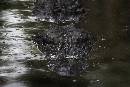 Gator 1 (675Wx450H) - Gator 1 -Alligator Farm - 2008 