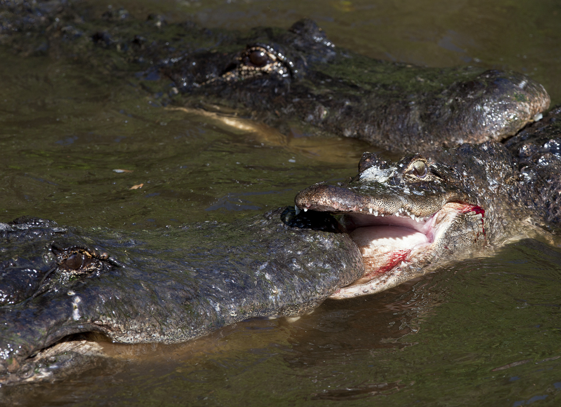 Download Gator Eating Gator (1101Wx800H)
