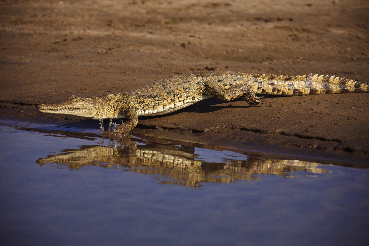 Download Crocodile  (1200Wx800H)