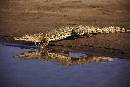 Crocodile  (1200Wx800H) - Crocodile Entering Water - Africa - 2010 