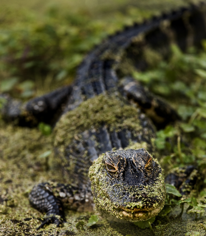 Download Gator Looking at U (720Wx825H)
