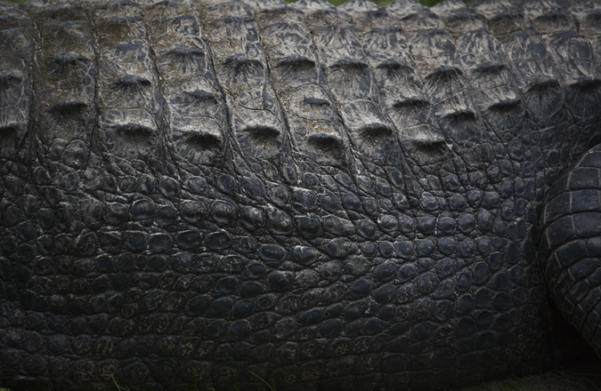 Download Gator - Side View (675Wx440H)