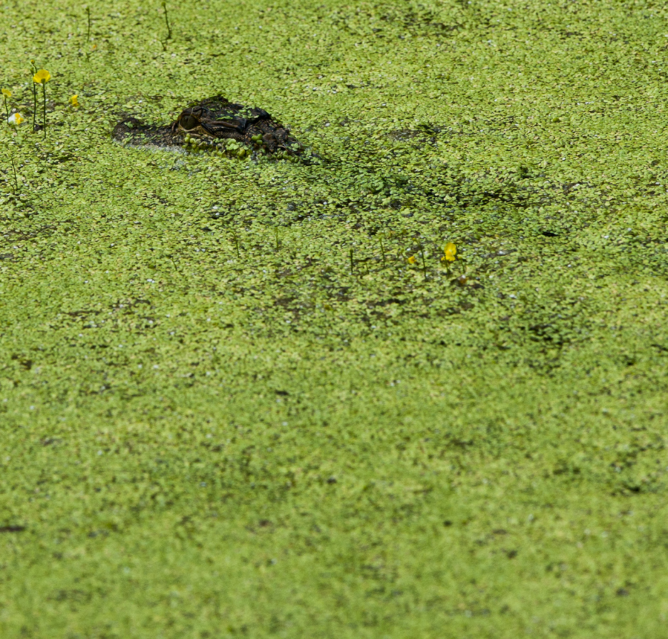 Download Gator in Duckweed (941Wx900H)