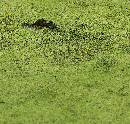 Gator in Duckweed (941Wx900H) - Gator in Duckweed - Ft. Clinch - Amelia Island - 2010 