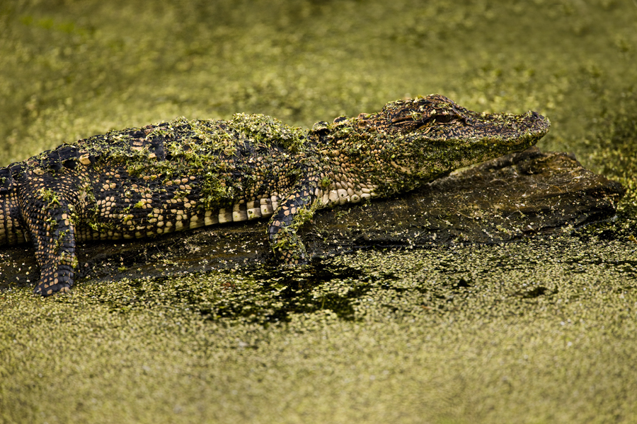 Download Gator on Log (900Wx600H)