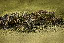 Gator on Log (900Wx600H) - Gator on Log - Harris Neck - 2008 