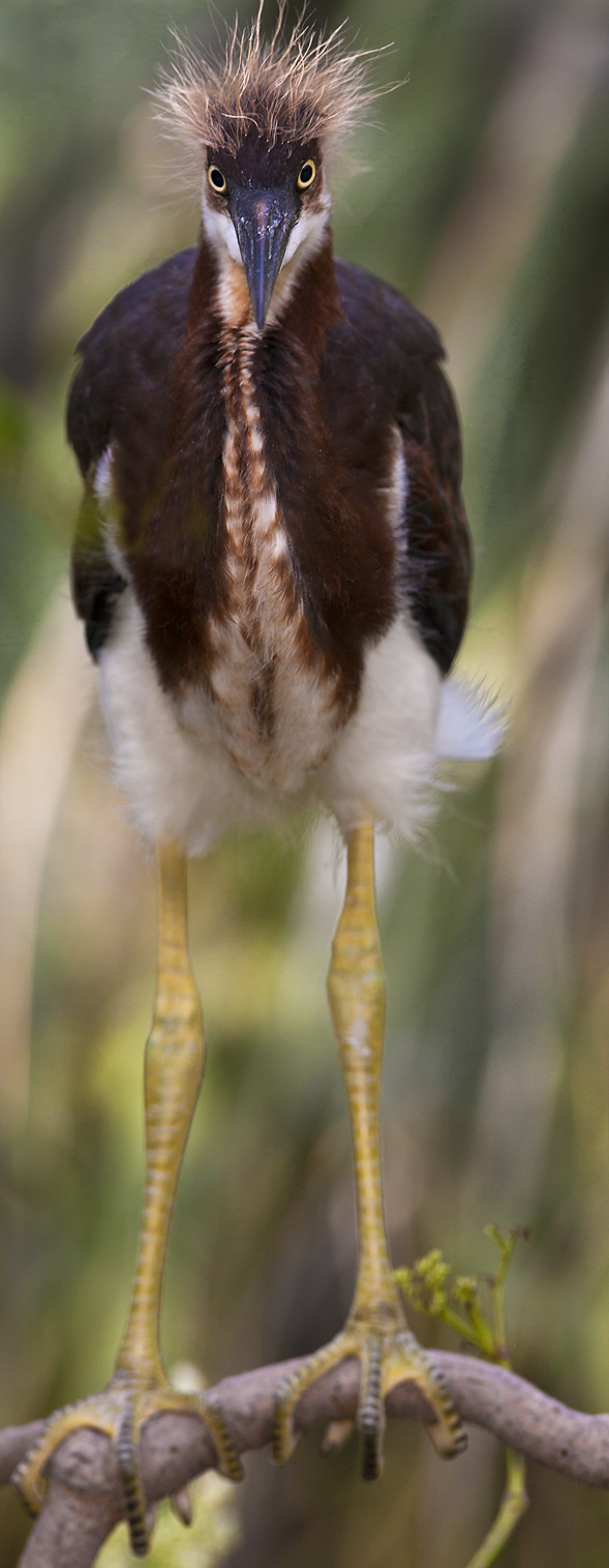 Download Gentleman Bird (589Wx1515H)