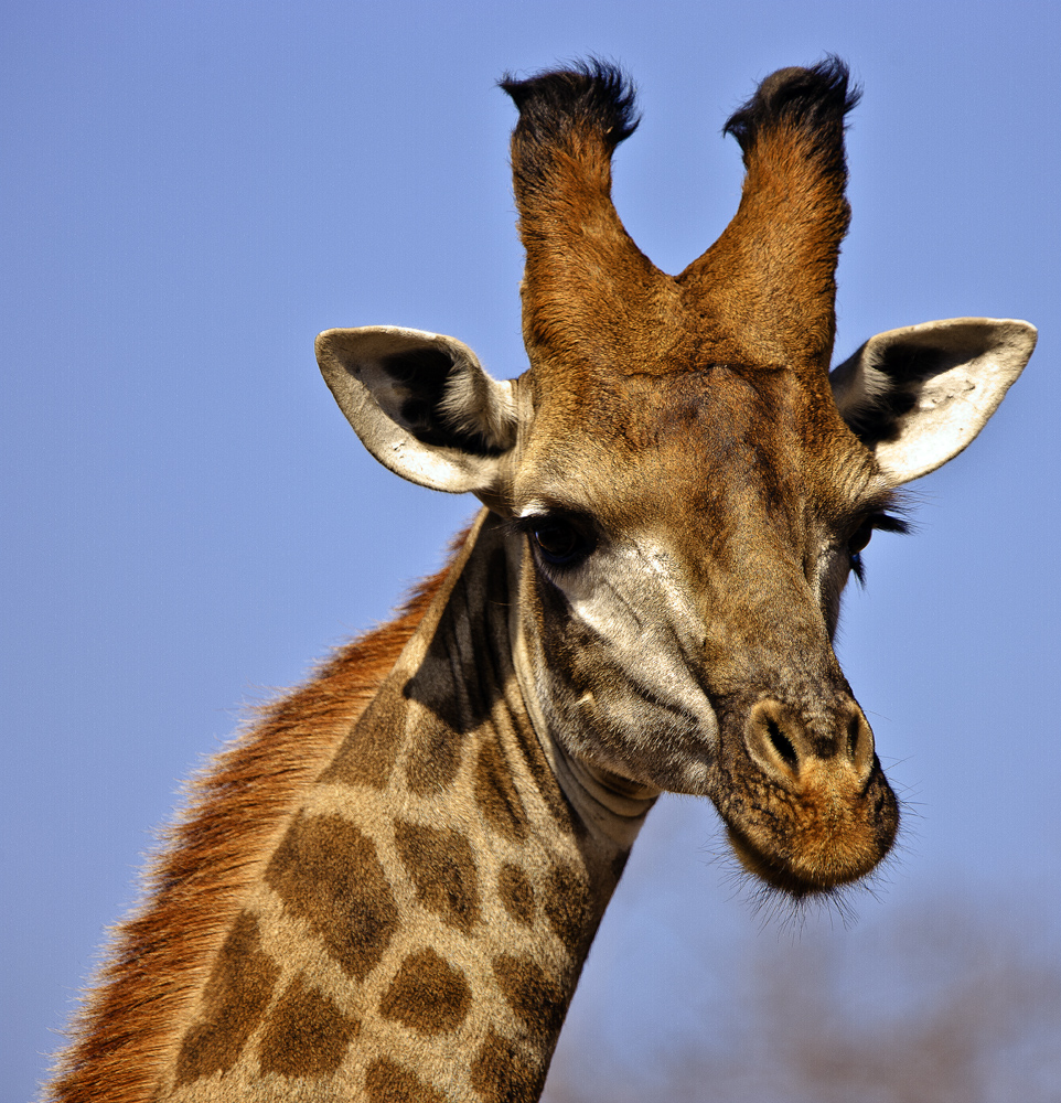 Download Giraffe (962Wx1000H)