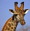 Giraffe (962Wx1000H) - Giraffe - Africa - 2010 