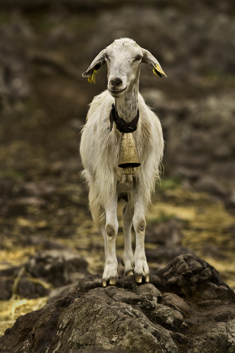 Download Goat Fly (900Wx1349H)
