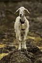 Goat Fly (900Wx1349H) - Goat with Fly Nearby - Patmos - 2007 