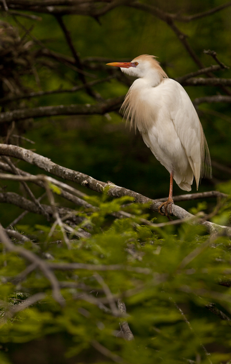 Download Golden Cattle Egret (762Wx1200H)