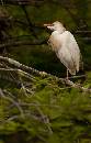 Golden Cattle Egret (762Wx1200H) - Golden Cattle Egret - Amelia Island - 2010 