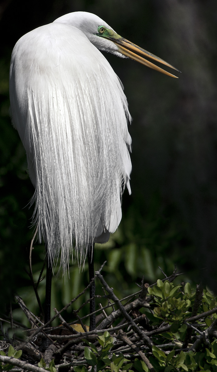 Download Grand Egret 3 (699Wx1200H)