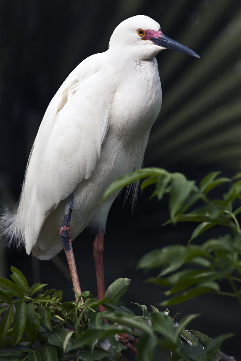 Download Grand Egret (800Wx1200H)