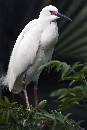 Grand Egret (800Wx1200H) - Grand Egret - Amelia Island - 2010 