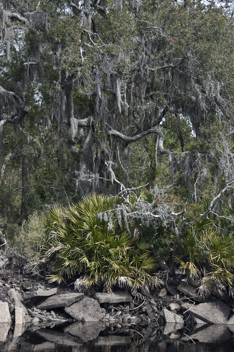 Download Grand Old Tree (800Wx1200H)