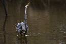 Grandure (1200Wx800H) - Grandure - Amelia Island - 2010 