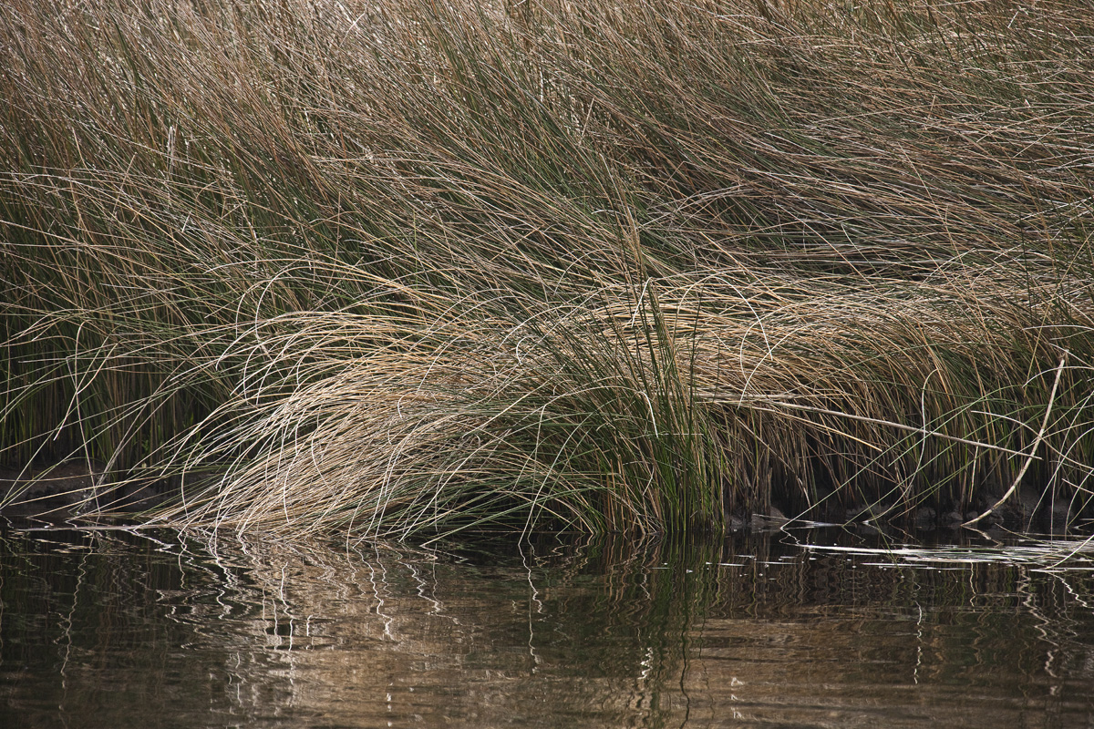 Download Grass on Banks II (1200Wx800H)