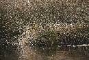 Grass on Banks II (1200Wx800H) - Grass on Banks II - On Way to White Oak - 2010 