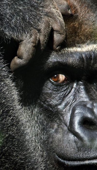 Download Great Ape (401Wx700H)