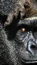 Great Ape (401Wx700H) - Great Ape - 2008 