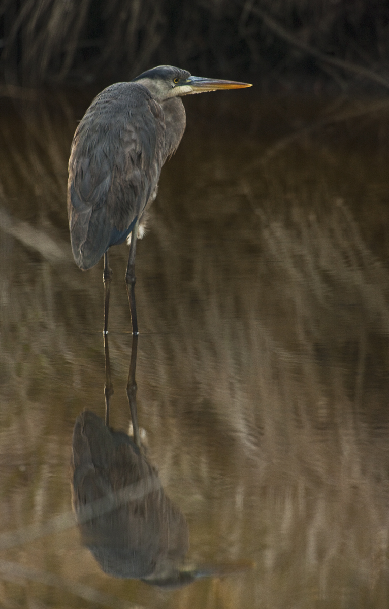 Download Great Blue Heron (766Wx1200H)