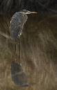 Great Blue Heron (766Wx1200H) - Great Blue Heron in Weeds - 2010 