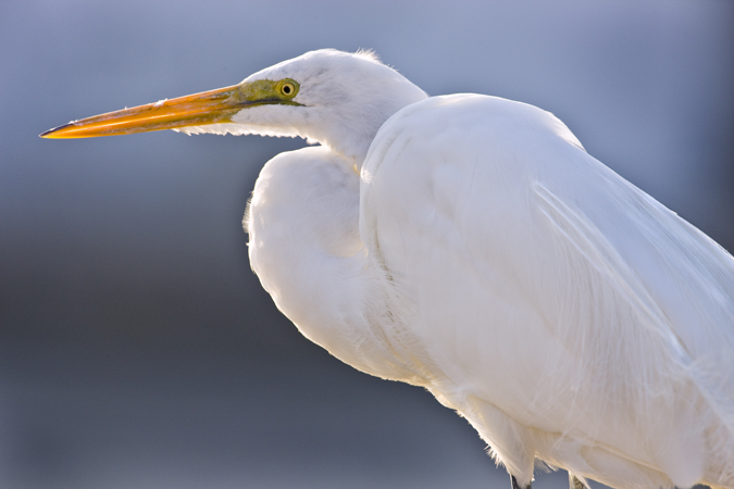 Download Egret - Atlantic (675Wx450H)