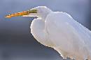 Egret - Atlantic (675Wx450H) - Egret - Atlantic Seafood Dock - 2009 