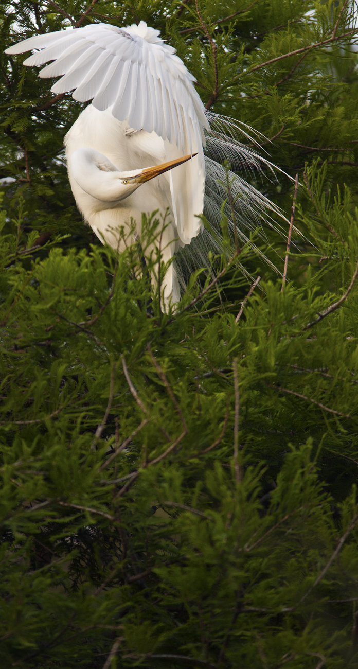 Download Great Egret Preening (696Wx1300H)