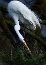 Great Egret Reaching (577Wx810H) - Great Egret Reaching at Sunset - Amelia Island - 2008 